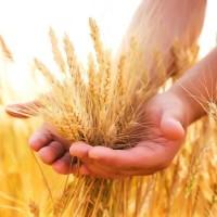 Продам жито, 100 т., Львівська обл., с.Поруденко