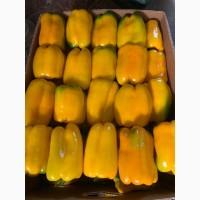 Продам баклажан, перець білий, Геркулес червоний, Геркулес жовтий, Білозірка