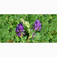 Закуповуємо нассіння коріандру, еспарцету, люцерни і редьки олійкової