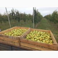 Продам грушу Ноябрська, смт. Бишів, Макарівський р-н, Київська обл