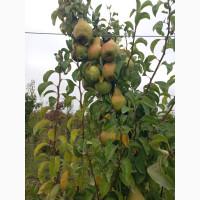 Продам грушу Ноябрська, смт. Бишів, Макарівський р-н, Київська обл