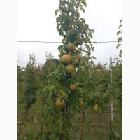 Продам грушу Ноябрська, смт. Бишів, Макарівський р-н, Київська обл