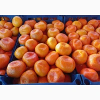Продам мадарин оптом