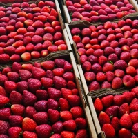 Продаєм свіжу полуницю