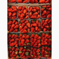 Продаєм свіжу полуницю