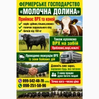Закуповуємо ВРХ у населення та господарств