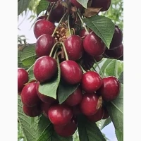 Продам черешню