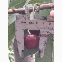 Продам черешню