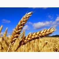 Продам пшеницю яра, озима, овес