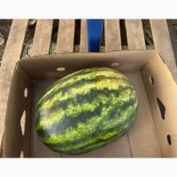 Продам кавун Цитадель 9-18 кг