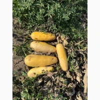 Продам кабачок на переробку