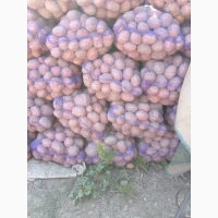 Продам товарну картоплю сорту Беллароза, Колумба, Аризона