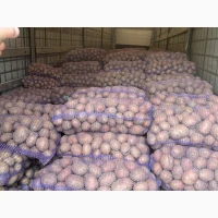 Продам товарну картоплю сорту Беллароза, Колумба, Аризона