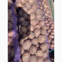 Продам товарну картоплю сорту Беллароза, Колумба, Аризона