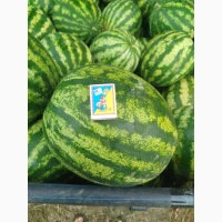 Продам кавун Полтавська обл Хорол