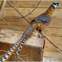 Королівський фазан, фазани домашнього розведення, є пари