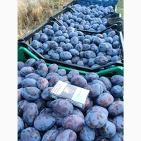 Продам сливу Стенлей