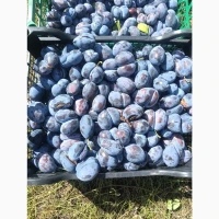 Продам сливу Стенлей