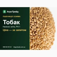 Пшениця Тобак - насіння озимої пшениці (Saaten-Union), еліта, РН-1