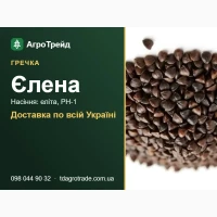 Купити гречку Єлена на посів - еліта, РН-1
