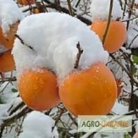 Саджанці хурми Росіянка, Нікітська двохрічні