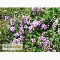 Чабрец, трава