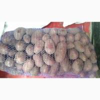 Продам товарный картофель, сорт Ред Леди, Еволюшн