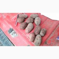 Продам товарный картофель, сорт Ред Леди, Еволюшн
