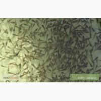 Продам зарибок (мальок та личинку) коропа