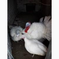 Продам инкубационные яйца индюка Биг 6