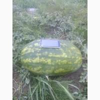 Продам арбуз оптом с поля в черниговской обл