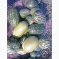 Продам арбуз оптом с поля в черниговской обл