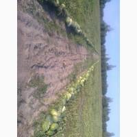 Продам арбуз оптом с поля в черниговской обл