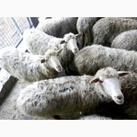 Куплю баранину оптом