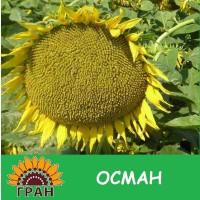 Насіння соняшнику Осман / Подсолнечник ОСМАН под ЕвроЛайтинг А-F, Засухоустойчив
