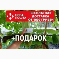 Люффа семена (20 штук) (луффа, натуральная мочалка, тыква мочалочная, губка растительная)