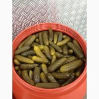 Куплю соленый огурец