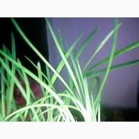 Продам лук зелёный - перо