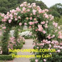 Саженцы роз, чайногибридные, плетистые, английские, штамбовые, флорибунда