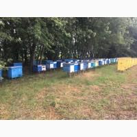 Продам бджолопакети. Дадан