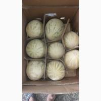 Дыня из солнечного Узбекистана