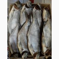 Продам вяленную речную рыбу