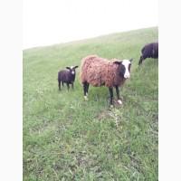Продам овцу с ягненком романовской породы