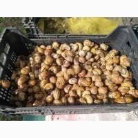 Продажа улитки Helix Aspersa Müller и Maxima, маточное стадо