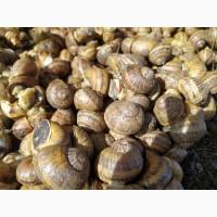 Продажа улитки Helix Aspersa Müller и Maxima, маточное стадо