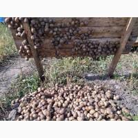 Продажа улитки Helix Aspersa Müller и Maxima, маточное стадо