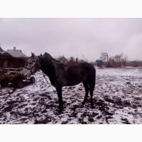 Продам жеребця Орловської породи