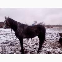 Продам жеребця Орловської породи