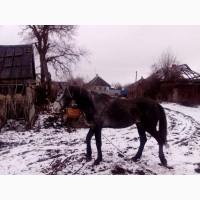 Продам жеребця Орловської породи