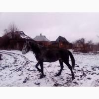 Продам жеребця Орловської породи